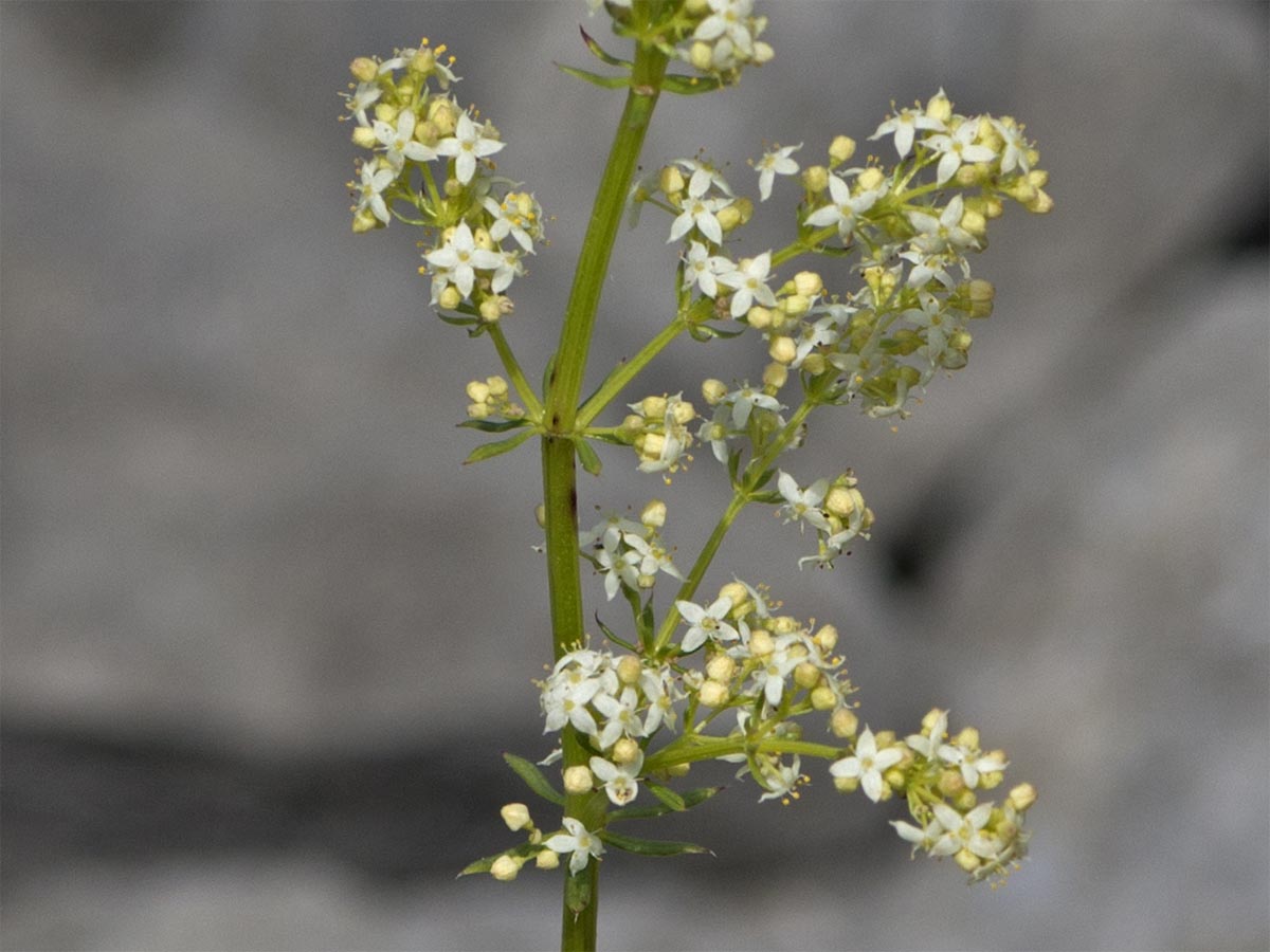 Galium lucidum